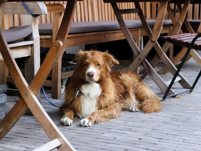mascotas en hosteleria